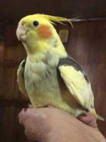 Lost Cockatiel