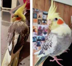 Lost Cockatiel