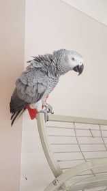 Lost African Grey