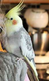 Lost Cockatiel