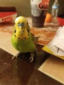 Lost Budgerigar