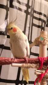 Lost Cockatiel