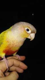 Lost Conure