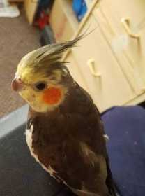 Lost Cockatiel