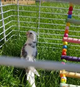 Lost Cockatiel