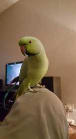 Lost Indian Ringneck Parakeet