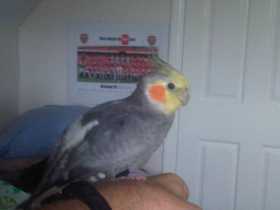 Lost Cockatiel