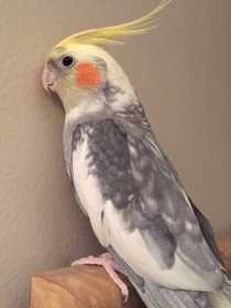 Lost Cockatiel