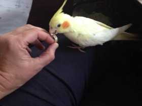 Lost Cockatiel