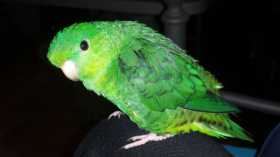 Lost Lineolated Parakeet
