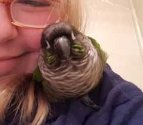 Lost Conure