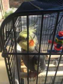 Lost Cockatiel