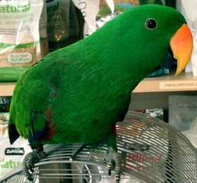 Lost Eclectus