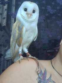 Lost Owl