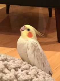 Lost Cockatiel