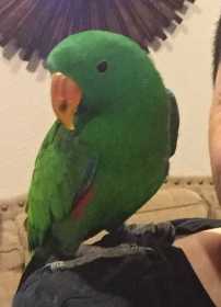 Lost Eclectus
