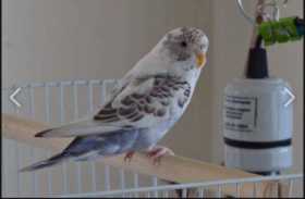 Lost Budgerigar