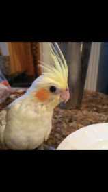 Lost Cockatiel