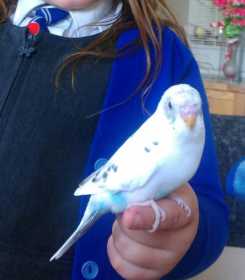 Lost Budgerigar