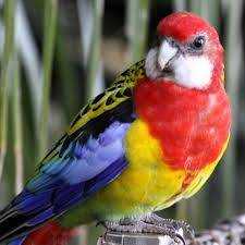 Lost Rosella