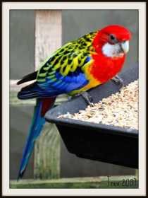 Lost Rosella