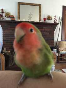 Lost Lovebird
