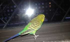 Lost Parakeet