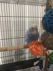 Lost Budgerigar
