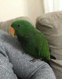 Lost Eclectus