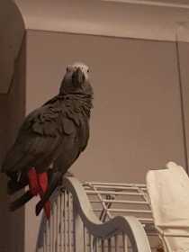 Lost African Grey