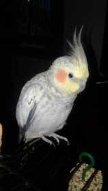 Lost Cockatiel