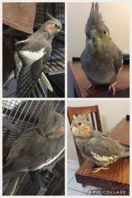 Lost Cockatiel