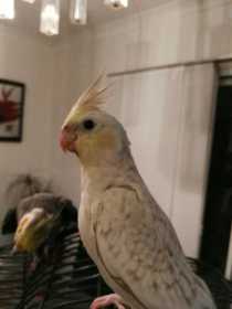 Lost Cockatiel