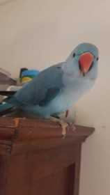 Lost Indian Ringneck Parakeet
