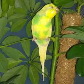 Lost Parakeet