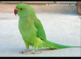 Lost Indian Ringneck Parakeet