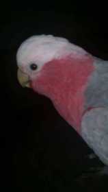 apartment living with a galah cockatoo