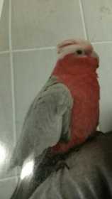 Lost Galah Cockatoo