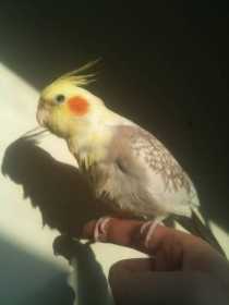 Lost Cockatiel