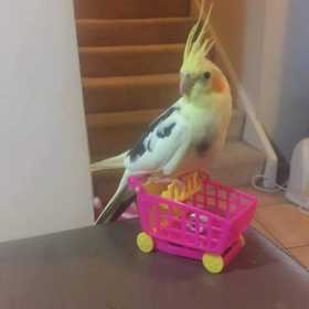 Lost Cockatiel