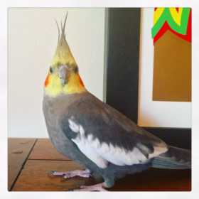 Lost Cockatiel