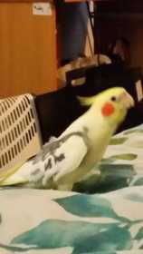 Lost Cockatiel