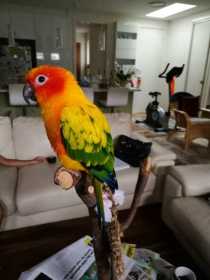 Lost Conure