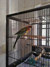 Lost Rosella