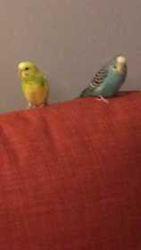 Lost Parakeet