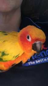 Lost Conure