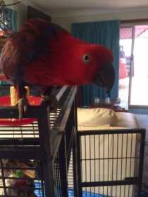 Lost Eclectus