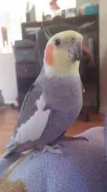 Lost Cockatiel