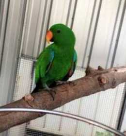 Lost Eclectus