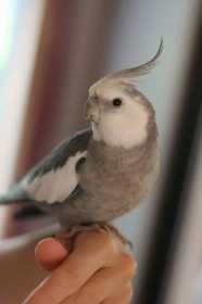 Lost Cockatiel